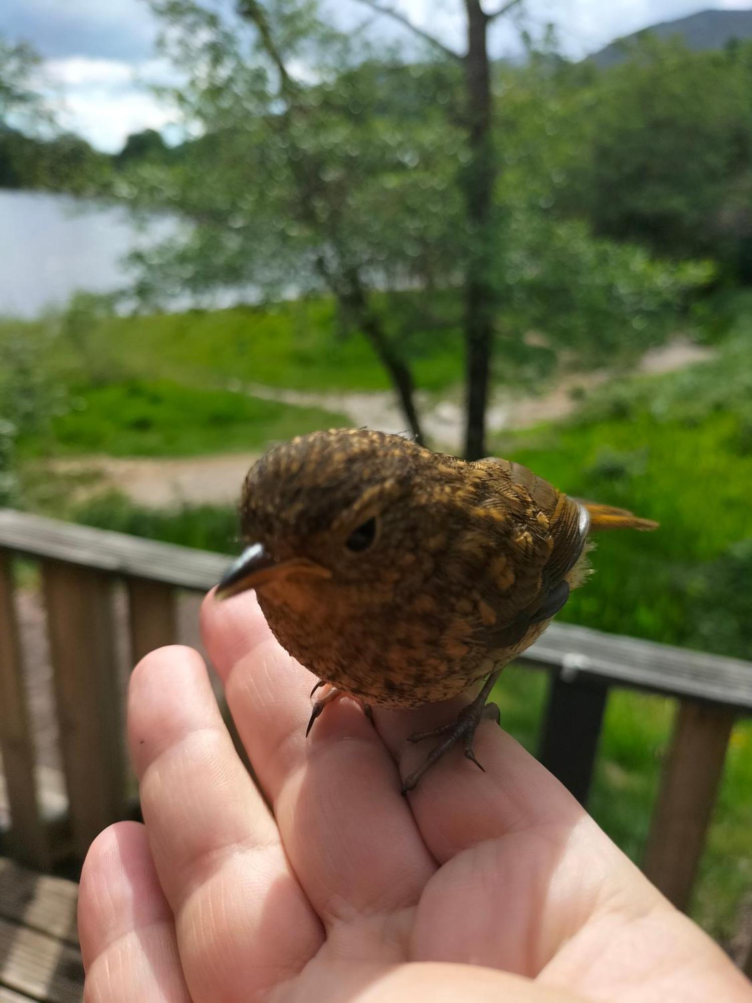 Glenfinnan Retreats Zewnętrze zdjęcie